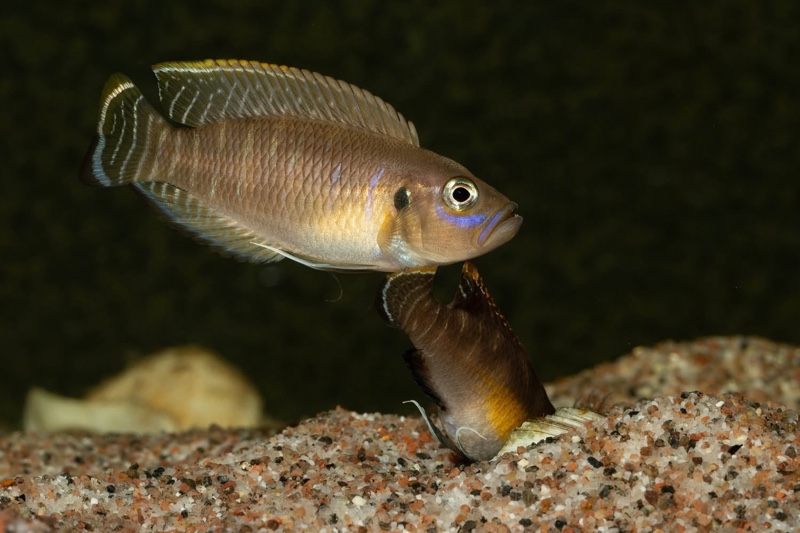 Neolamprologus brevis 'Kapampa'